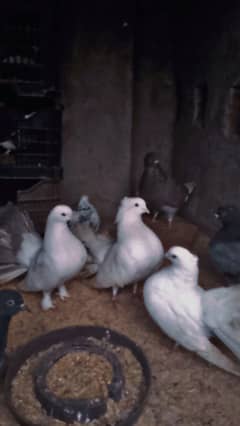 American lucky | Fancy pigeon | Kabootar | کبوتر