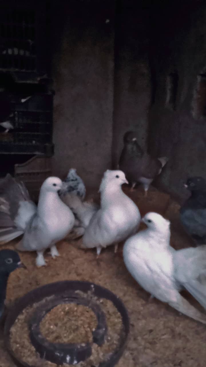 American lucky | Fancy pigeon | Kabootar | کبوتر 0