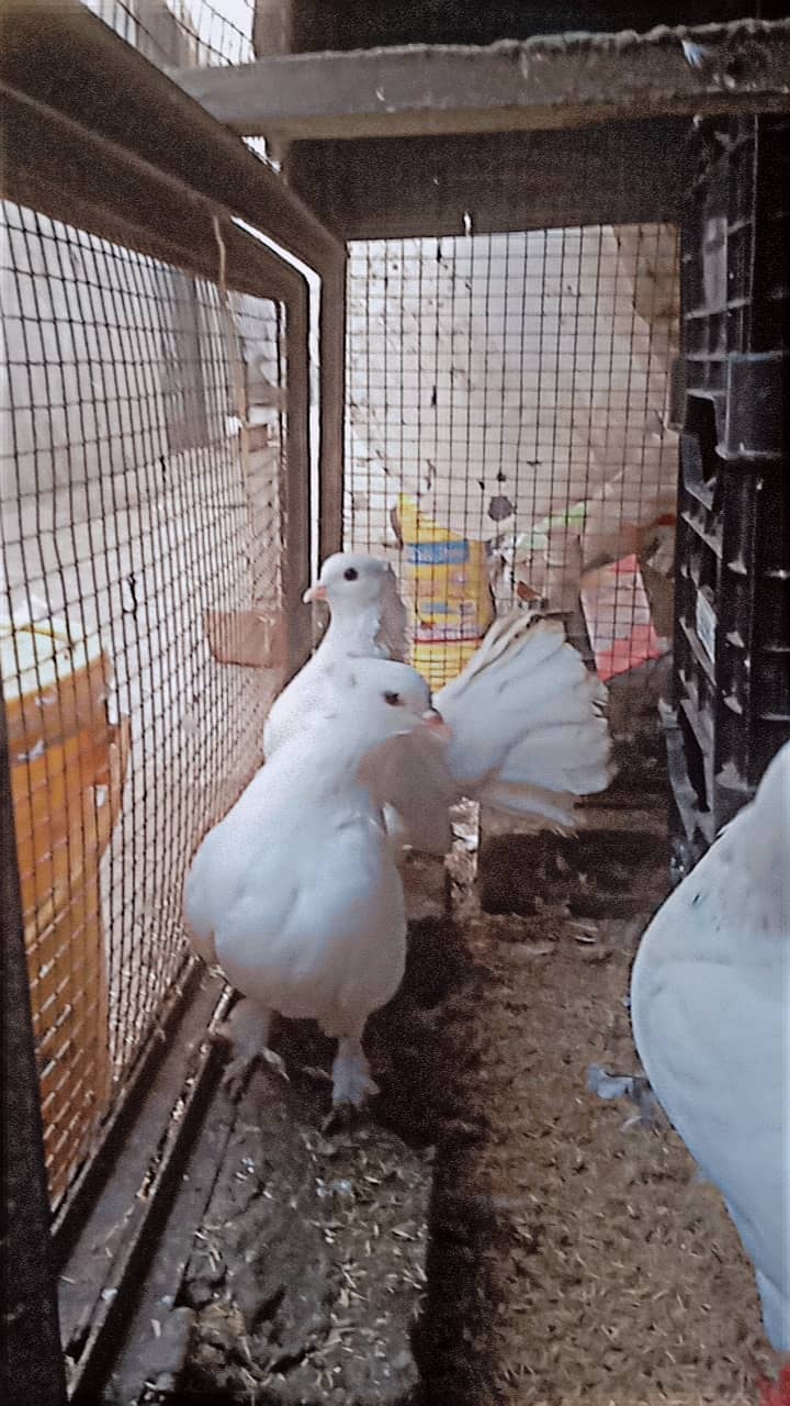 American lucky | Fancy pigeon | Kabootar | کبوتر 3