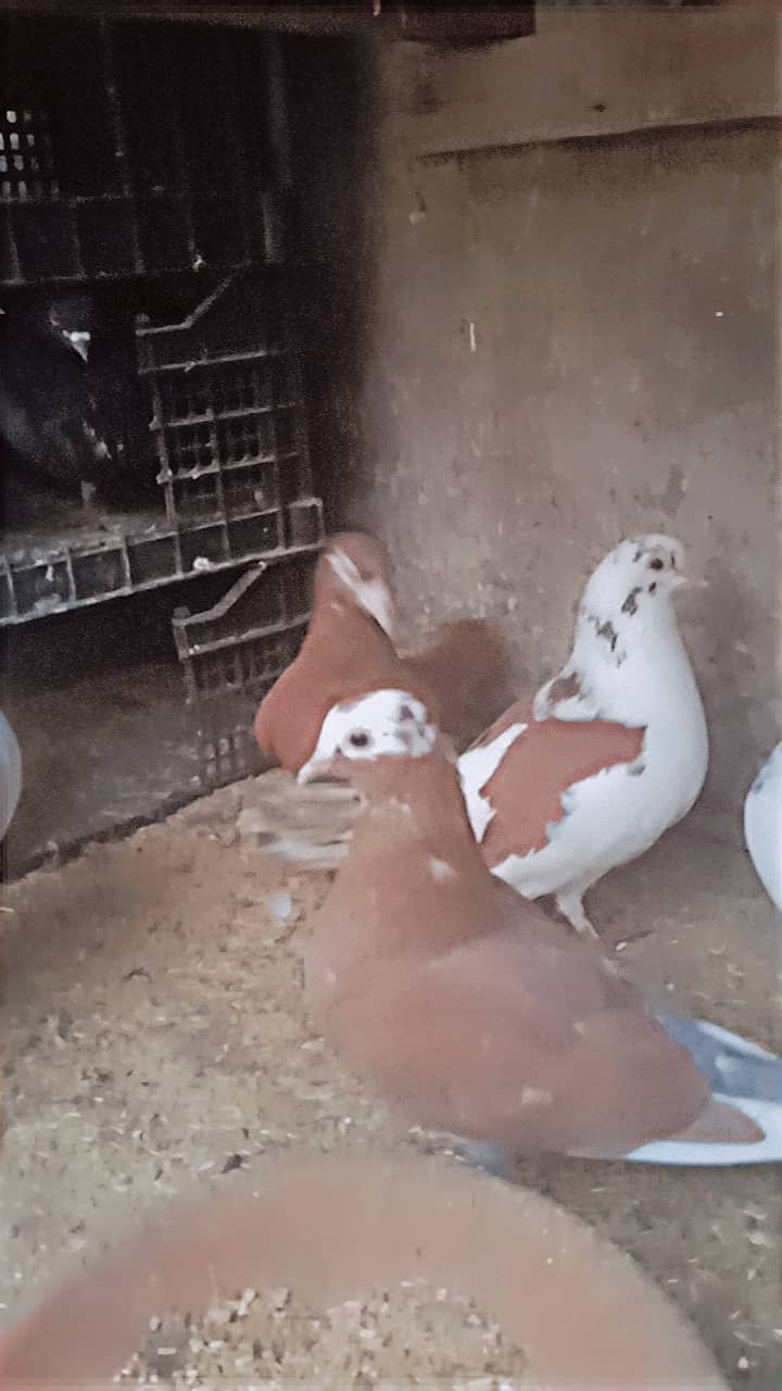 American lucky | Fancy pigeon | Kabootar | کبوتر 4