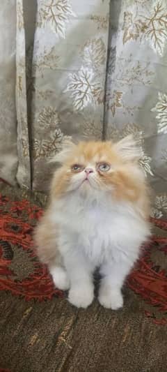 Persian piki face kittens for sale 03280592995