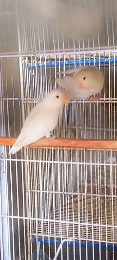 Albino Split Breeder Pair