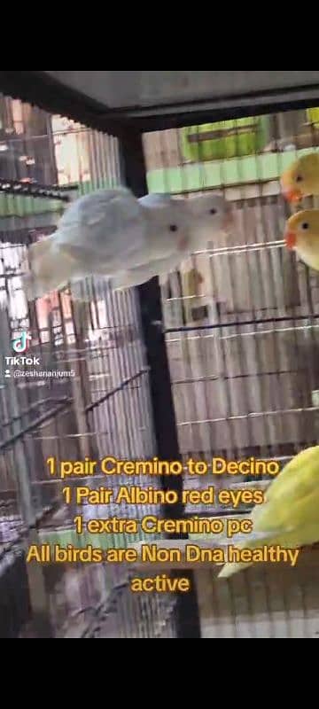 cremino decino albino 2