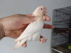 LoveBirds Ready to Breed and Breeder Birds Available