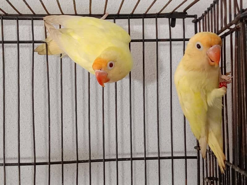 LoveBirds Ready to Breed and Breeder Birds Available 1