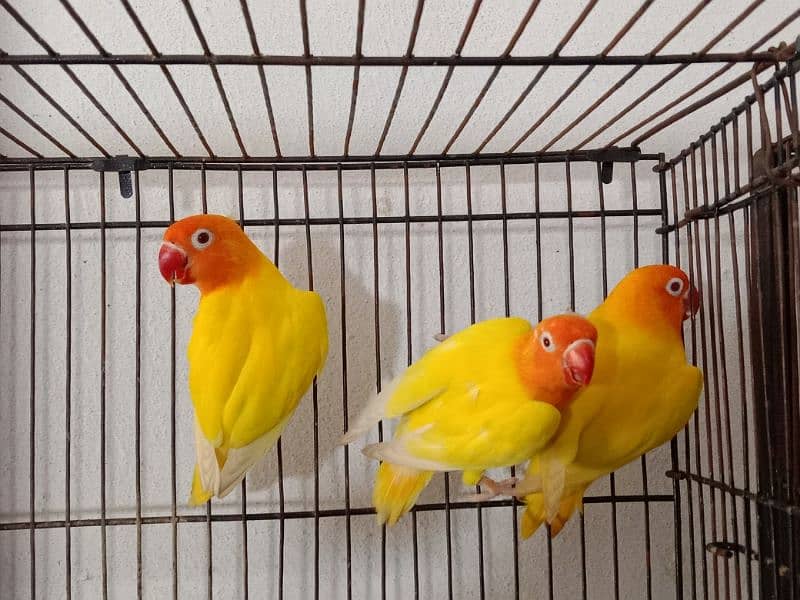 LoveBirds Ready to Breed and Breeder Birds Available 2