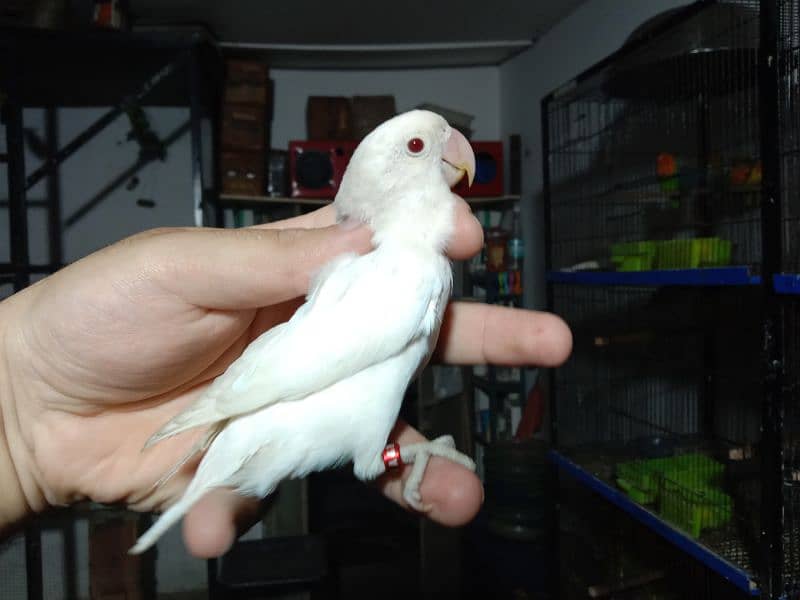 LoveBirds Ready to Breed and Breeder Birds Available 4