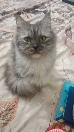 grey Persian cat