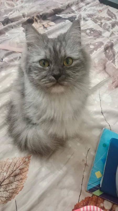 grey Persian cat 0