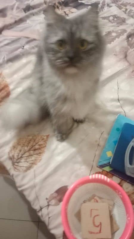 grey Persian cat 1