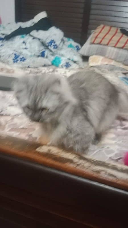 grey Persian cat 3