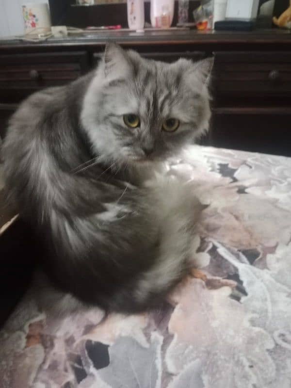 grey Persian cat 4