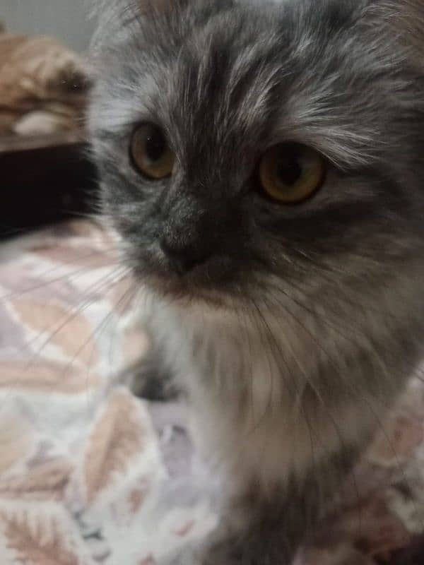 grey Persian cat 5