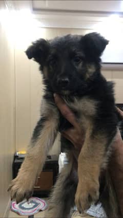 German shepherd double coat female puppy available