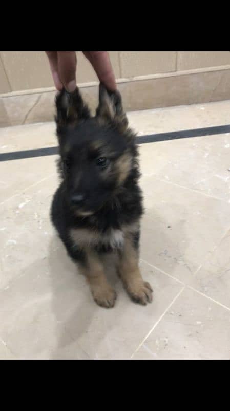 German shepherd double coat female puppy available 1