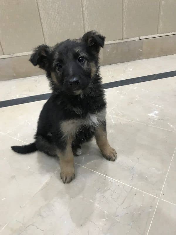 German shepherd double coat female puppy available 2