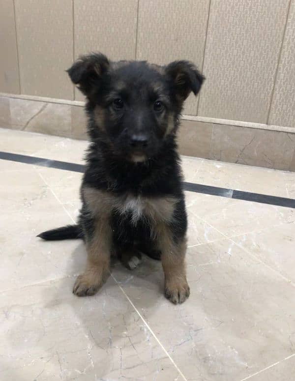 German shepherd double coat female puppy available 3