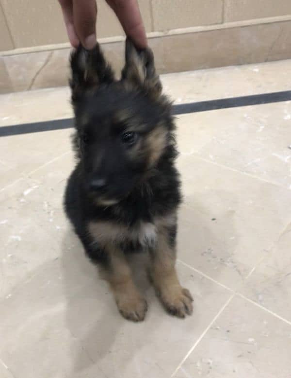 German shepherd double coat female puppy available 4