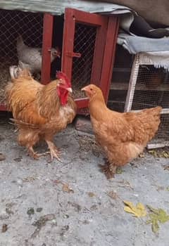 Golden buff breadr pair For sale . Rawali Cant Gujranwala