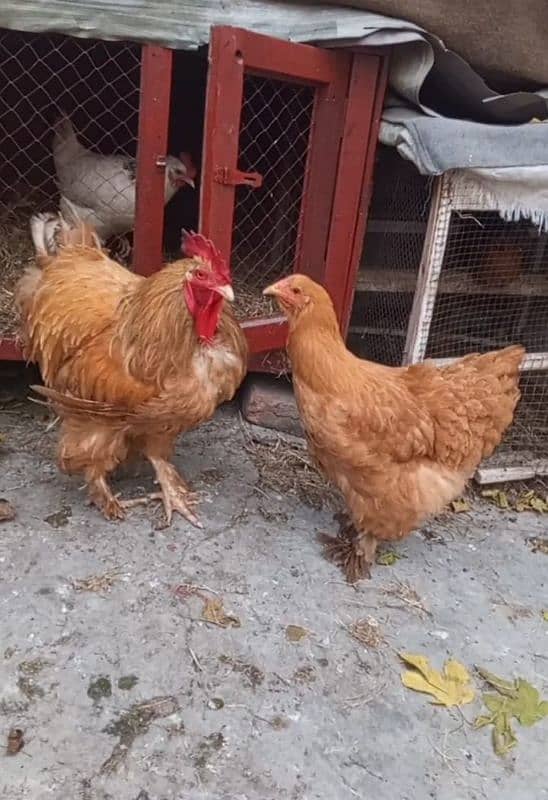 Golden buff breadr pair For sale . Rawali Cant Gujranwala 0