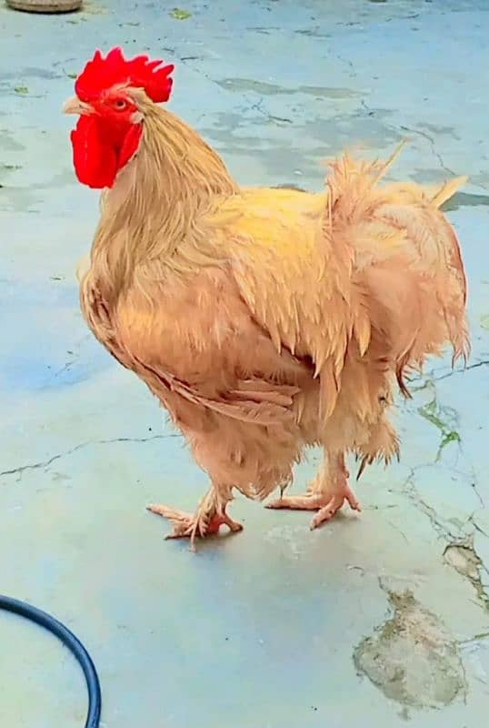 Golden buff breadr pair For sale . Rawali Cant Gujranwala 1