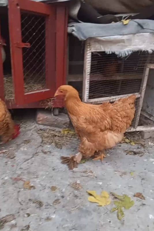 Golden buff breadr pair For sale . Rawali Cant Gujranwala 2