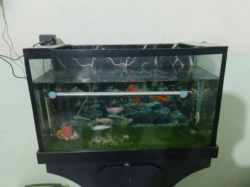 2.5 ft aquarium with trolley 1