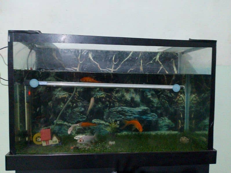 2.5 ft aquarium with trolley 3