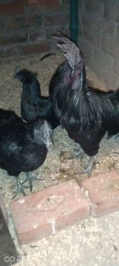 Ayam Cemani