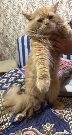 Persian cat