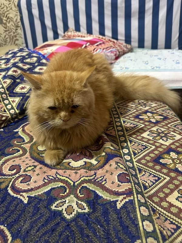 Persian cat 3