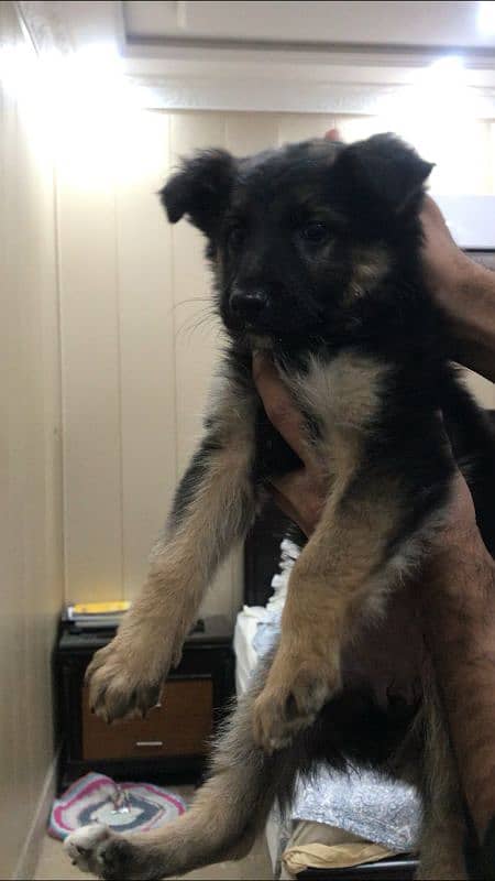 German shepherd double coat female puppy available for sale 1