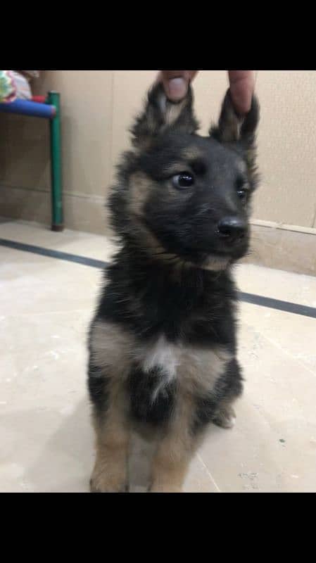 German shepherd double coat female puppy available for sale 3