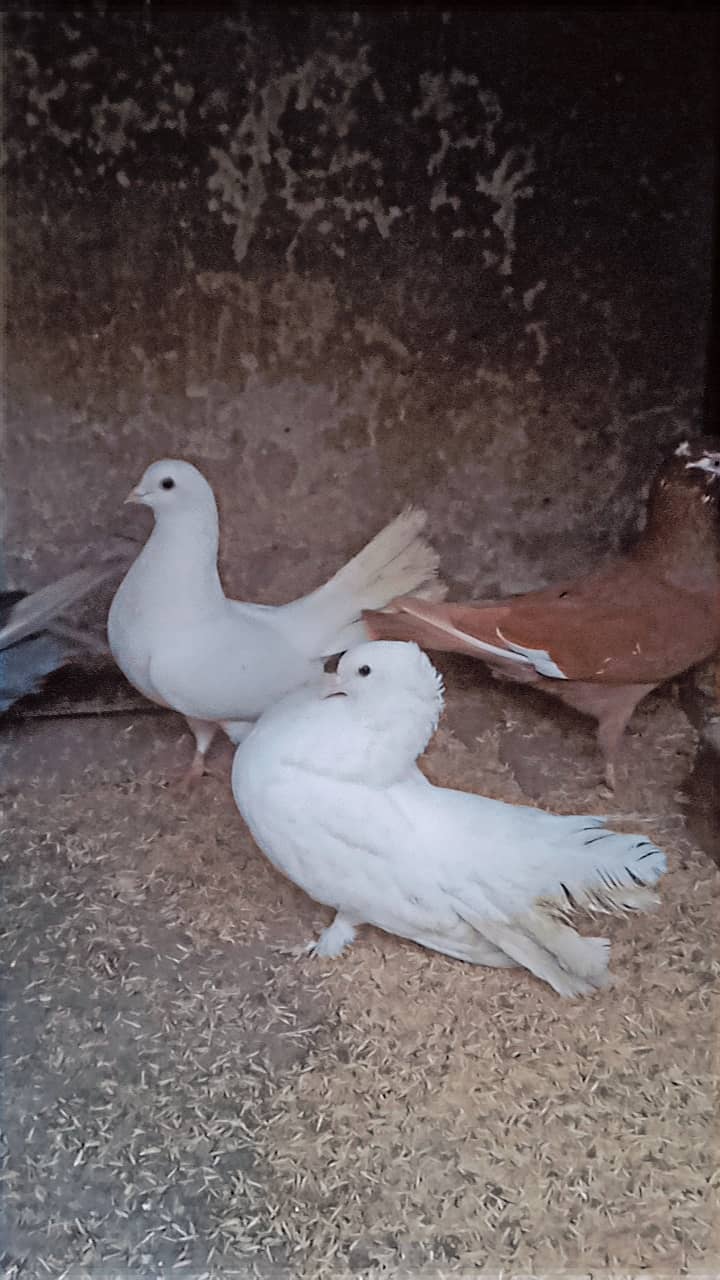 American lucky | Fancy pigeon | Kabootar | کبوتر 1