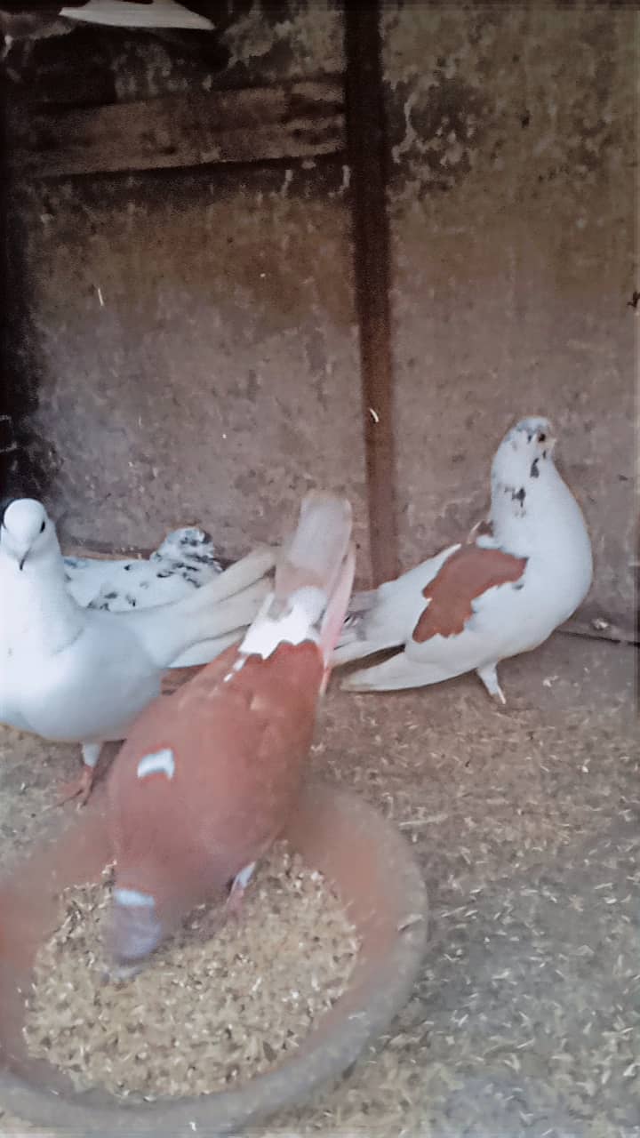 American lucky | Fancy pigeon | Kabootar | کبوتر 2