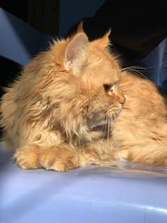 "Stunning Male Triple Coat Persian Cat for Sale - Purebred, Healthy,