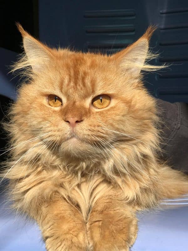 "Stunning Male Triple Coat Persian Cat for Sale - Purebred, Healthy, 2