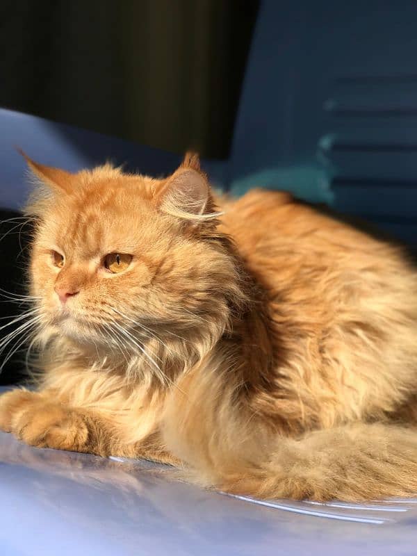 "Stunning Male Triple Coat Persian Cat for Sale - Purebred, Healthy, 3