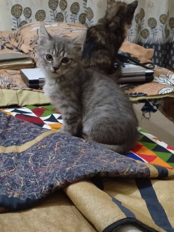 Persian kittens for sale 1