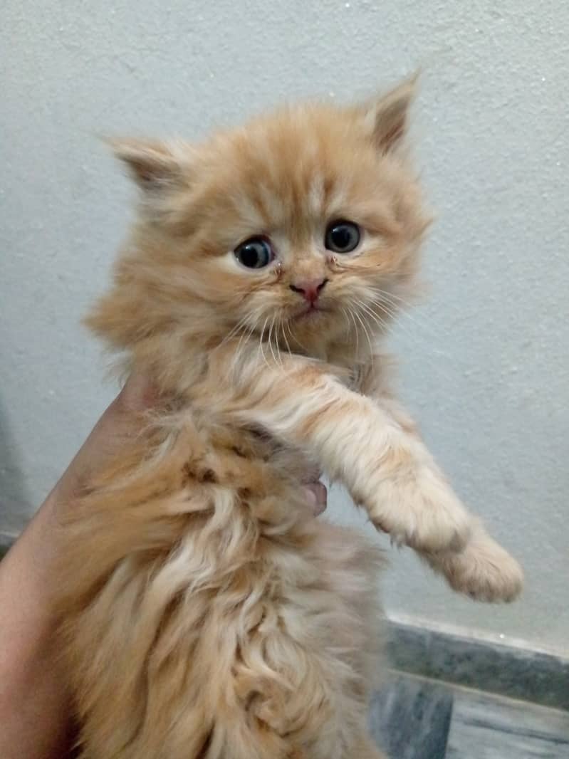 Persian kitten 1