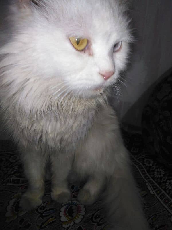 persian cat 4