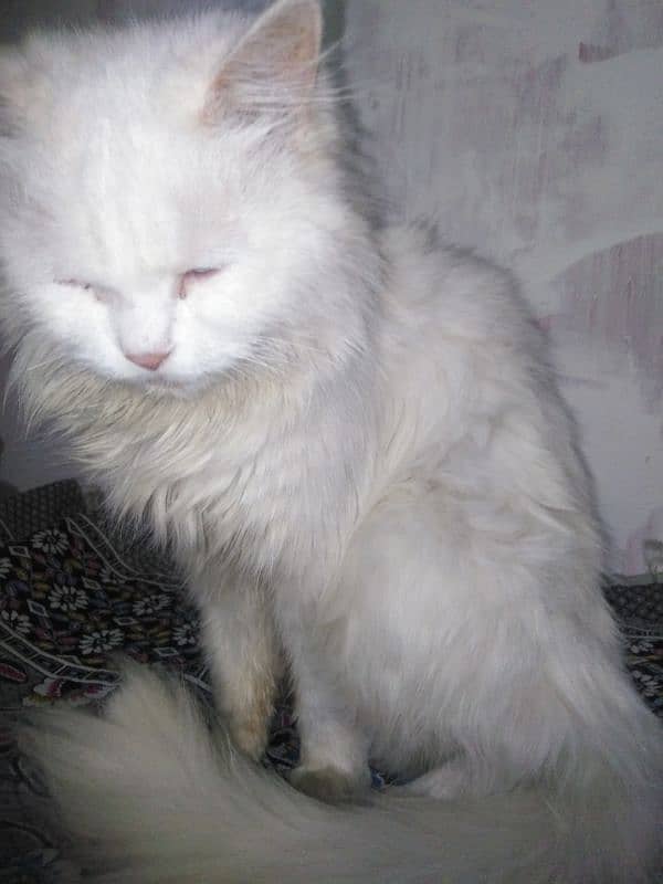 persian cat 5