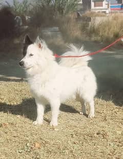 russian puppy male age 12 month for sale