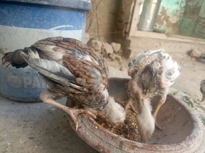 3 aseel chicks for sale 0