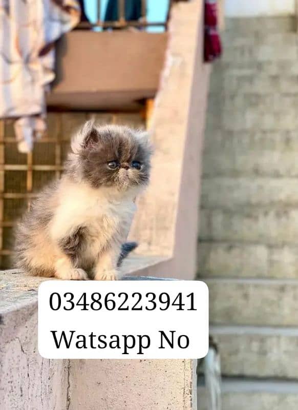 Persian Kitten| Triple Coated| Piki Face| Triple Coated|  03486223941 1