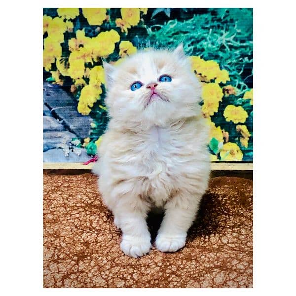 Persian hamalian british punch face piki face cat's and kitten's 2