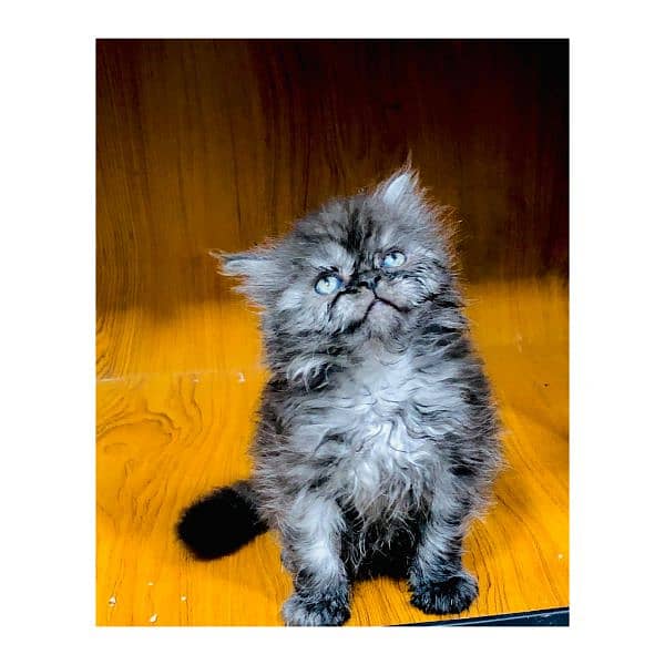 Persian hamalian british punch face piki face cat's and kitten's 7