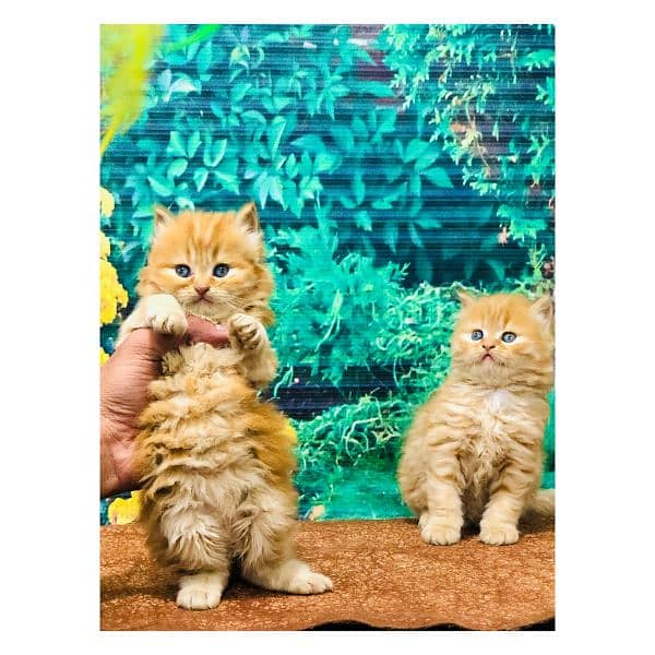 Persian hamalian british punch face piki face cat's and kitten's 0