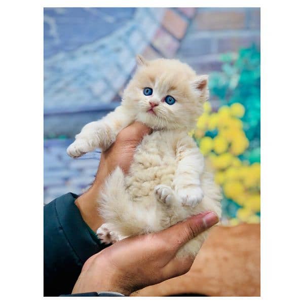 Persian hamalian british punch face piki face cat's and kitten's 1