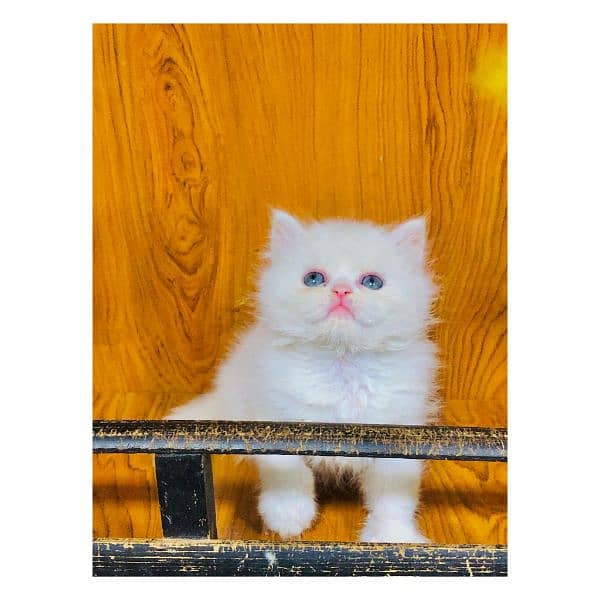 Persian hamalian british punch face piki face cat's and kitten's 6